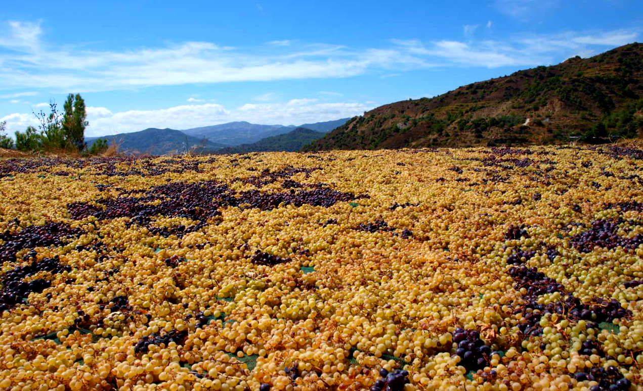 Sun-drenched Cyprus vineyard at golden hour